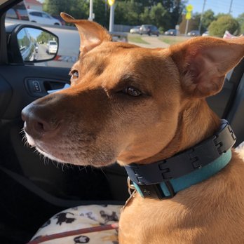 Binford Pet Wellness Clinic - My Miss on the way to her appointment - Veterinarians Near Me - Indianapolis, Indiana