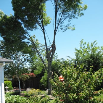Beaver Tree Service Inc - Beaver Tree in the middle of a raywood ash removal - Tree Services Near Me - Cornelius, Oregon Beaver Tree Service Inc - Beaver Tree in the middle of a raywood ash removal - Tree Services Near Me - Cornelius, Oregon