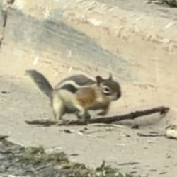 Treasure Falls - Chipmunk