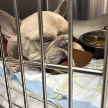 New All Creatures Veterinary Hospital - When our boy was recovering. - Veterinarians Near Me - Vallejo, California New All Creatures Veterinary Hospital - When our boy was recovering. - Veterinarians Near Me - Vallejo, California