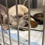 New All Creatures Veterinary Hospital