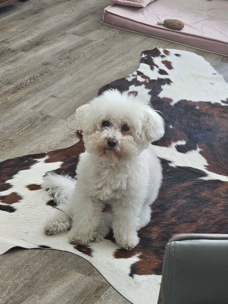 BUBBLE PET GROOMING Request an Appointment 13819 Foothill Blvd