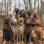 Photo of Mind of Dog