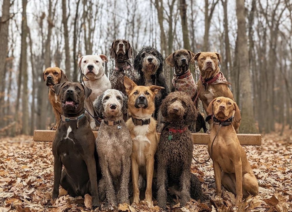 Mind of Dog - pet boarding facility in Morris Township, NJ