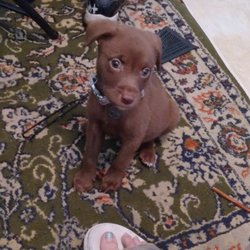Amanda Jeans Pet Grooming - Meet Nova Knowledge Wright, this is my puppy which is also Amanda Jeans Pet Groomings mascot.