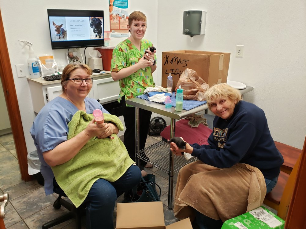 HARMONY VETERINARY HOSPITAL 22 Photos & 24 Reviews 1745 W Glendale