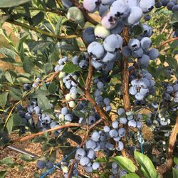 Jay’s Berry Farm - Delicious blueberries!