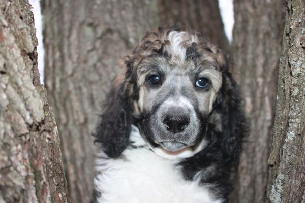 raven rock standard poodles