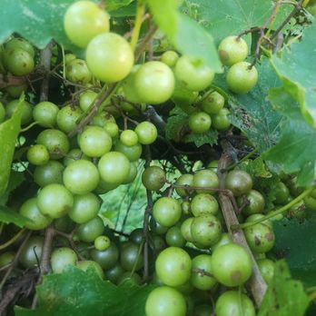 Treehouse Vineyards - Venues & Event Spaces Near Me - Monroe, North Carolina