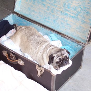 Hawthorne at Oleander - Pug lived to 14! Loved hm so much!! - Apartments Near Me - Wilmington, North Carolina Hawthorne at Oleander - Pug lived to 14! Loved hm so much!! - Apartments Near Me - Wilmington, North Carolina