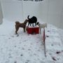 Photo of Camp Bow Wow