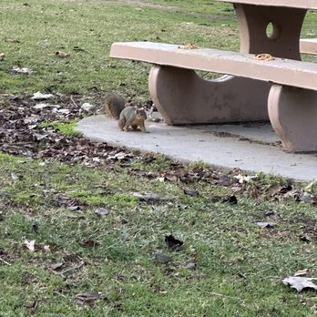 Schabarum Regional Park - I saw a squirrel while walking past the bridge - Parks Near Me - Rowland Heights, California Schabarum Regional Park - I saw a squirrel while walking past the bridge - Parks Near Me - Rowland Heights, California