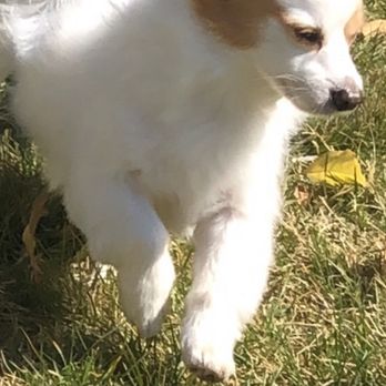 All Paw's Pet Salon - Cuppi - Pet Groomers Near Me - Turlock, California