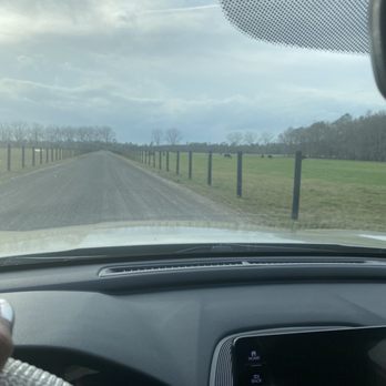 The Barn at Cottonwood Ranch - Cows grazing upon drive way entrance - Venues & Event Spaces Near Me - Callahan, Florida