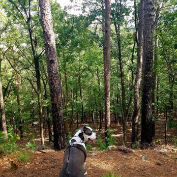 Pinnacle Mountain State Park - Kobe taking a break listening to the wild life. - Parks Near Me - Roland, Arkansas Pinnacle Mountain State Park - Kobe taking a break listening to the wild life. - Parks Near Me - Roland, Arkansas