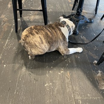 Harland Brewing - One Paseo - Random dog inside. He was porky and very friendly. - Beer Bar Near Me - San Diego, California Harland Brewing - One Paseo - Random dog inside. He was porky and very friendly. - Beer Bar Near Me - San Diego, California