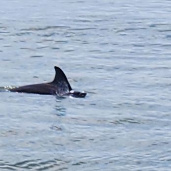 Baywatch Dolphin Tours - Tours Near Me - Galveston, Texas