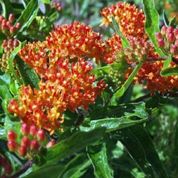 Tripple Brook Farm - Butterfly weed (Asclepias tuberosa)