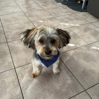 Mr Dog Mobile Grooming - Pet Groomers Near Me Mr Dog Mobile Grooming - Pet Groomers Near Me