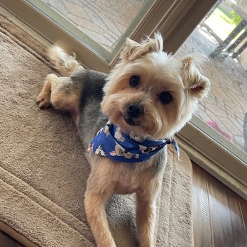 Paw Lounge - Pet Groomers Near Me - Westminster, California