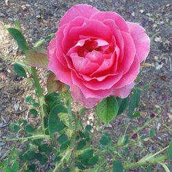 Unity Of The Valley Spiritual Center - Lots of rose bushes in their beautiful garden area