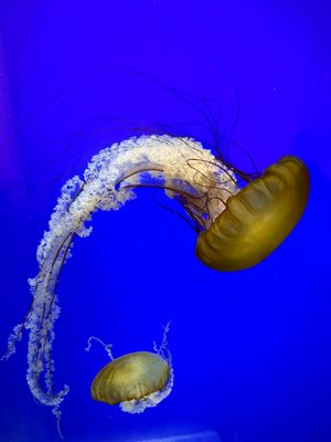 Oregon Coast Aquarium by null