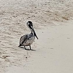 Nachi Cocom Cozumel Beach Club & Water Sport Center - Feathered Friends