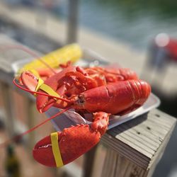 Footbridge Lobster