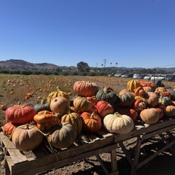 The Pumpkin Patch