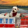 All Paws of Dunedin gift card
