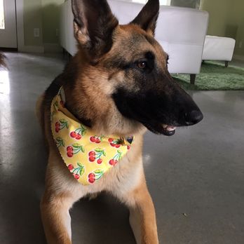Clean Critters - Feeling good after her groom! - Pet Groomers Near Me - Austin, Texas Clean Critters - Feeling good after her groom! - Pet Groomers Near Me - Austin, Texas