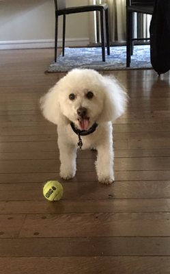 at your door mobile pet grooming