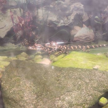 Dupont Planetarium - Alligators - Planetarium Near Me - Aiken, South Carolina Dupont Planetarium - Alligators - Planetarium Near Me - Aiken, South Carolina