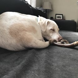 Doggieritaville Resort & Daycare - Tuckered our after a day at Doggieritaville!
