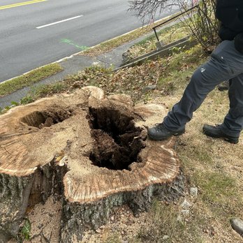 Arbor Tree Service - Rotted at the base, difficult leaning over a major roadway, this had 3 big trunks - Tree Services Near Me - Georgetown, Massachusetts