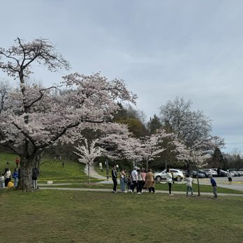 Queen Elizabeth Park - Cherry blossoms - Parks Near Me - Vancouver, British Columbia