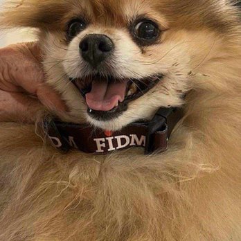 Love Dogs Camp - Pet Sitting Near Me - Arroyo Grande, California Love Dogs Camp - Pet Sitting Near Me - Arroyo Grande, California