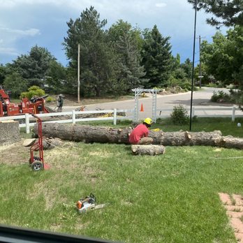 Monster Tree Service - Tree Services Near Me Monster Tree Service - Tree Services Near Me