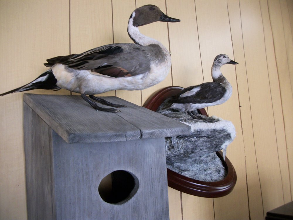 Frank's Taxidermy and Wildlife Art - taxidermy in St. Louis, MO