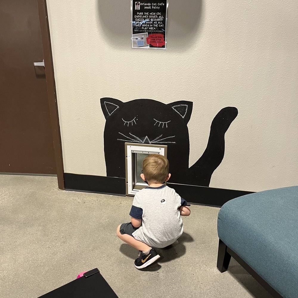 Orlando Cat Cafe - Animal Shelters Near Me - Clermont, Florida