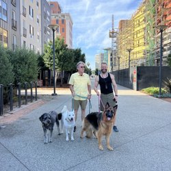 Active K9 Services - Bragging rights! My dog is the gray one walking with newfound buddies!