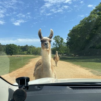 Alabama Safari Park - Zoos Near Me - Hope Hull, Alabama