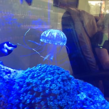 Q Nails & Spa - Jelly fish in the fish tank how awesome! This kept my daughter very entertained! - Nail Salons Near Me - Miami, Florida Q Nails & Spa - Jelly fish in the fish tank how awesome! This kept my daughter very entertained! - Nail Salons Near Me - Miami, Florida