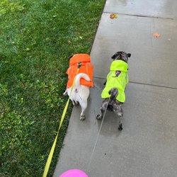 Bubba's Hug A Pug Rescue