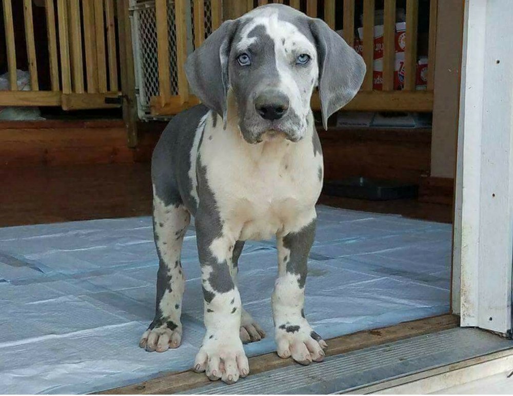Dynamic Dynasty Danes Image