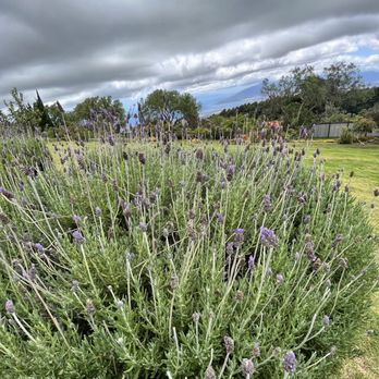 Ali'i Kula Lavender - Tours Near Me - Kula, Hawaii Ali'i Kula Lavender - Tours Near Me - Kula, Hawaii