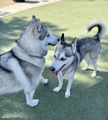 Reed Street Dog Park by null