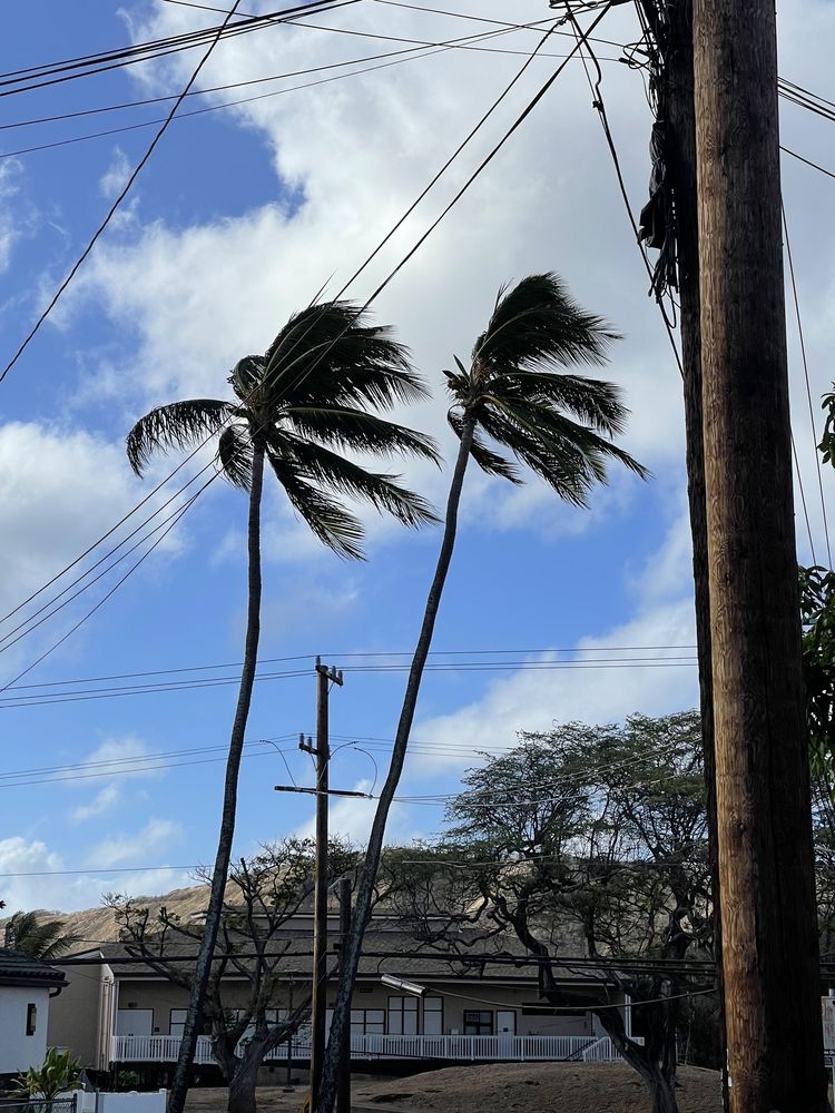 Diamond Head Arts & Crafts Fair - social services organization in Honolulu, HI