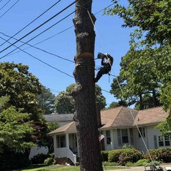 Art-Is-Tree