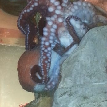Seattle Aquarium - Octopus - Aquariums Near Me - Seattle, Washington Seattle Aquarium - Octopus - Aquariums Near Me - Seattle, Washington